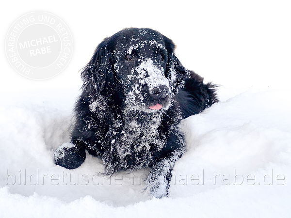 Nach der Bildretusche: Hund im Schnee freistellen