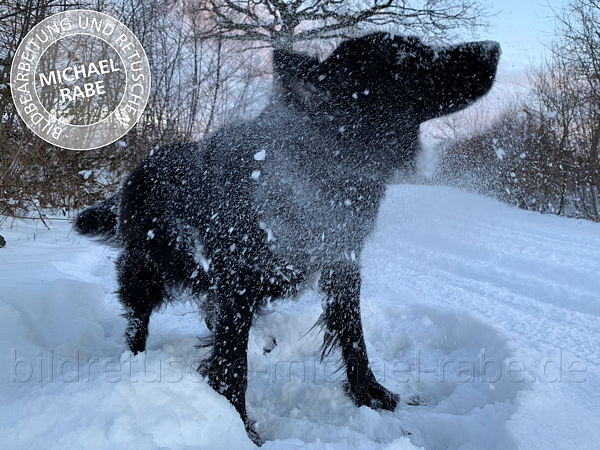 Vor der Bildretusche: Schüttelnden Hund im Schnee freistellen