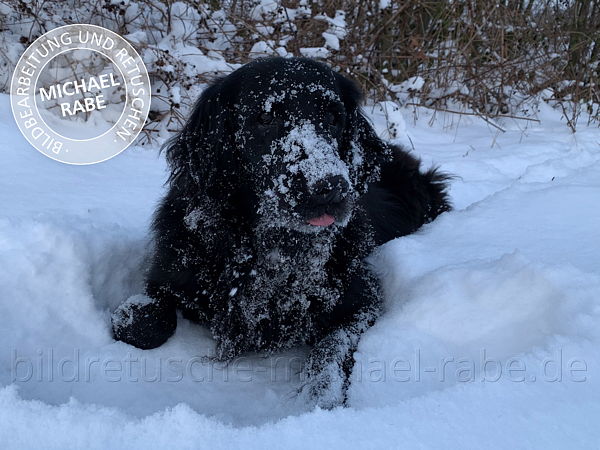 Vor der Bildretusche: Hund im Schnee freistellen