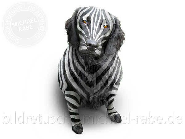Nach der Bildretusche: Der Zebra-Hund, retuschiert und umgefärbt
