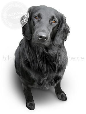 Nach der Bildretusche: Flat-Coated-Retriever freigestellt Nach der Bildretusche: Flat-Coated-Retriever freigestellt