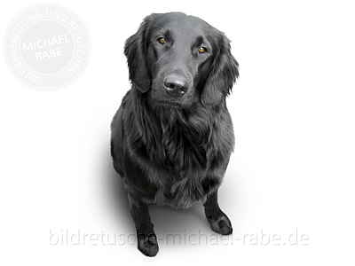 Beispiel für die Freistellung weicher Konturen: Flat Coated Retriever retuschieren. Beispiel für die Freistellung weicher Konturen: Flat Coated Retriever retuschieren.
