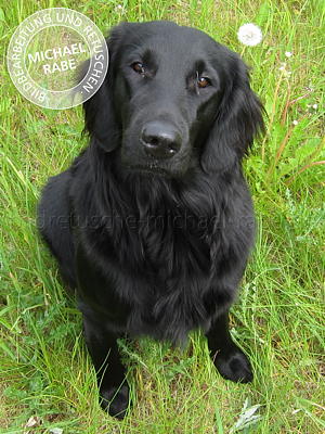 Vor der Bildretusche: Flat-Coated-Retriever freigestellt Vor der Bildretusche: Flat-Coated-Retriever freigestellt