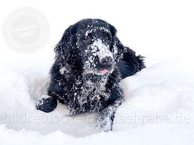 Haustier-Retusche: Schwarzer  Hund im Schnee, Fell freistellen, Schnee aufhellen.
