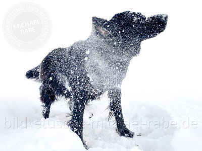 Schüttelnden Hund im Schnee freistellen.