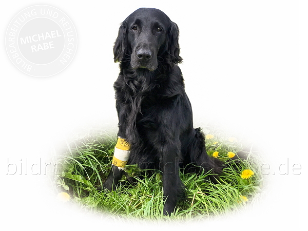 Vor der Bildretusche: Hunde-Fell ergänzen, Verband optisch entfernen