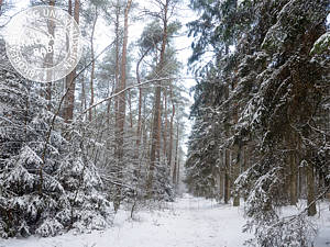 Bild mit normalem Kontrast. Bild mit normalem Kontrast.