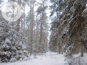 Bild mit weichem Kontrast. Bild mit weichem Kontrast.