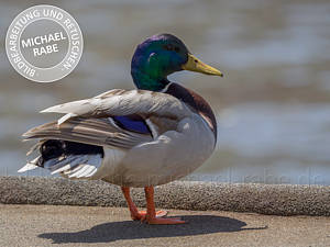 Bild mit zu dunklen Lichtern.