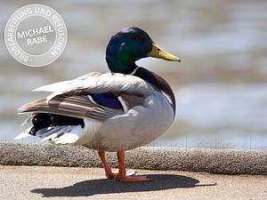 Bild zu hellen Lichtern.