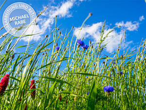 Bild mit erhöhter Sättigung.