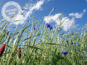 Bild mit reduzierter Sättigung.