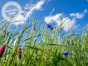 Bild mit normaler Sättigung.