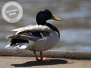 Bild mit zu dunklen Tiefen.