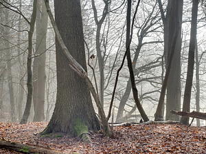 Nach der Bildretusche: Wald, enfused aus 5 Aufnahmen Nach der Bildretusche: Wald, enfused aus 5 Aufnahmen