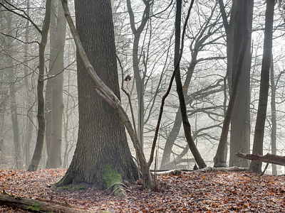 Beispiel für Enfuse aus 5 Aufnahmen: Wald im Gegenlicht.