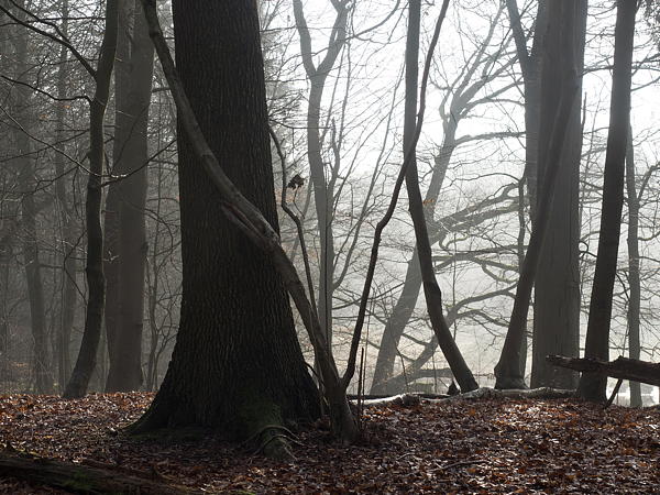 Vor der Bildretusche: Wald, enfused aus 5 Aufnahmen