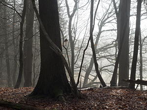 Vor der Bildretusche: Wald, enfused aus 5 Aufnahmen Vor der Bildretusche: Wald, enfused aus 5 Aufnahmen