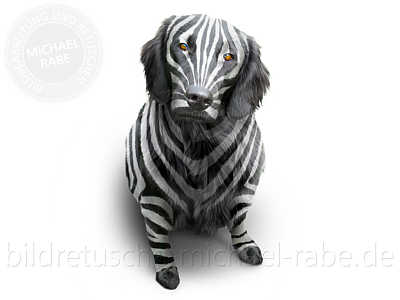 Zebra-Hund retuschieren und umfärben.
